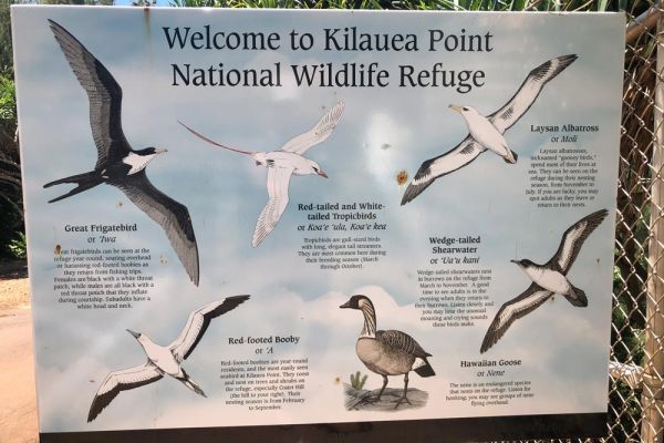 Commonly seen birds at Kilauea Point Lighthouse National Wildlife Refuge