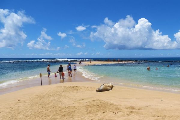 Poipu Beach Park snorkelers and Hawaiian Monk Seal
