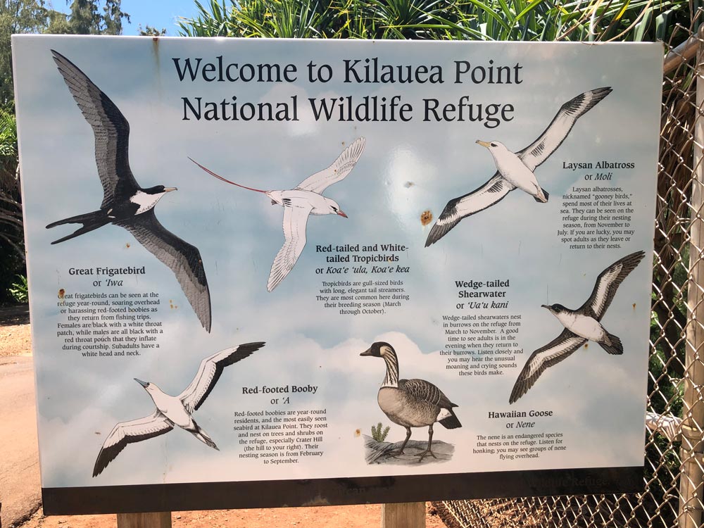 Commonly seen birds at Kilauea Point Lighthouse National Wildlife Refuge