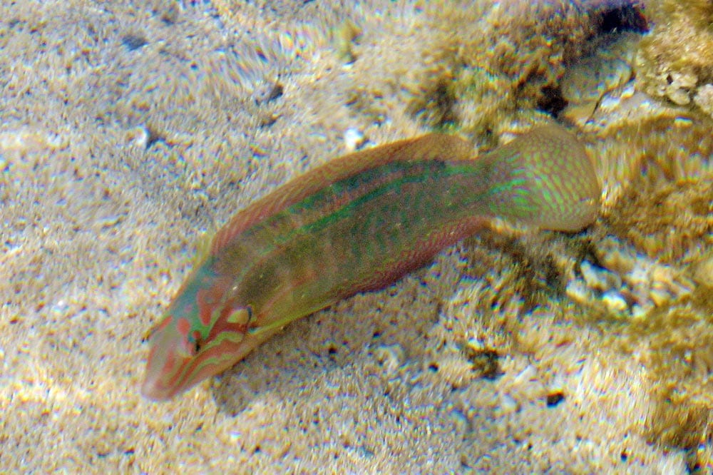 colorful wrasse in shallow water at Poipu Beach Park